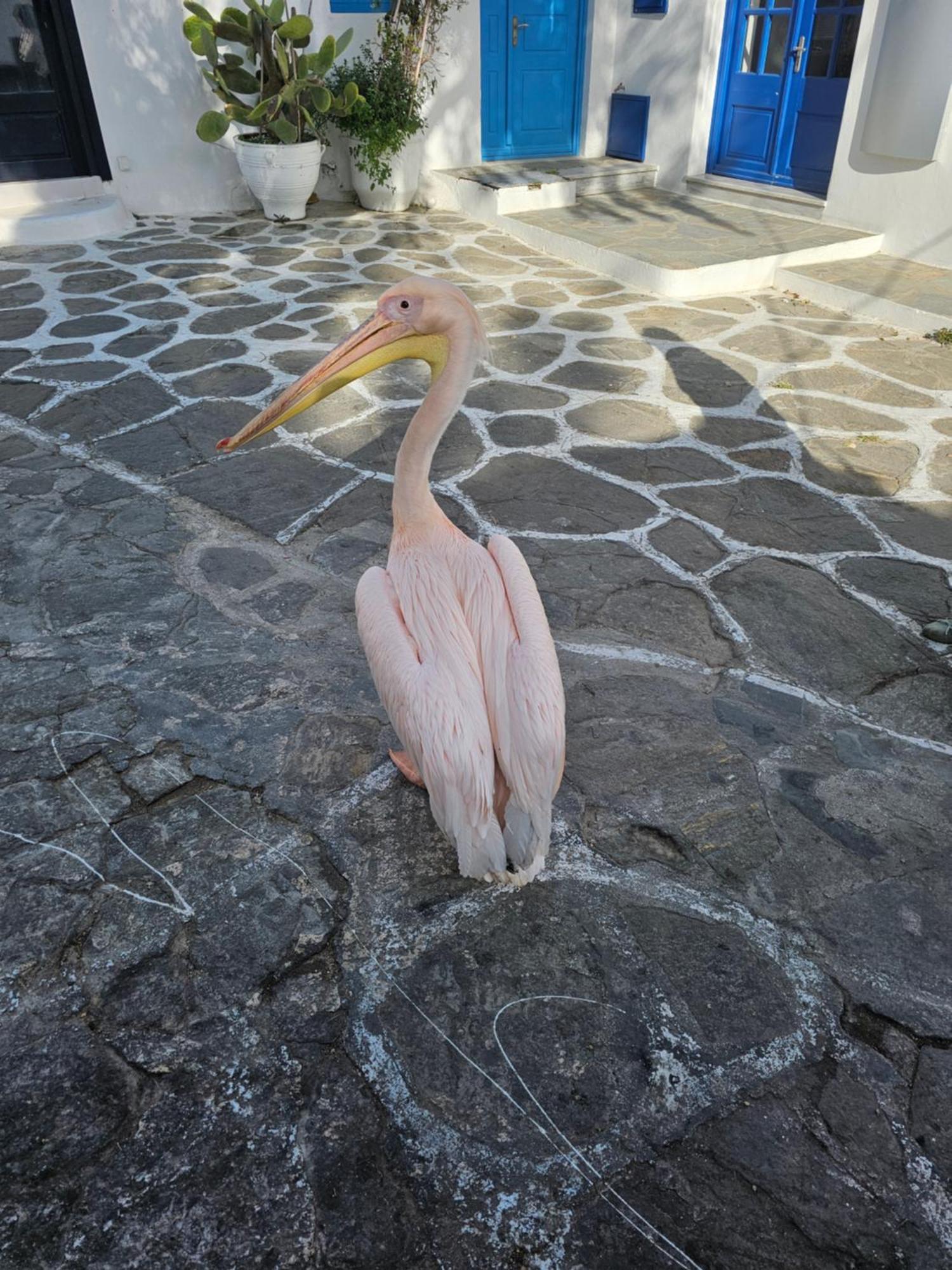 Can-Can Mykonos Town Экстерьер фото